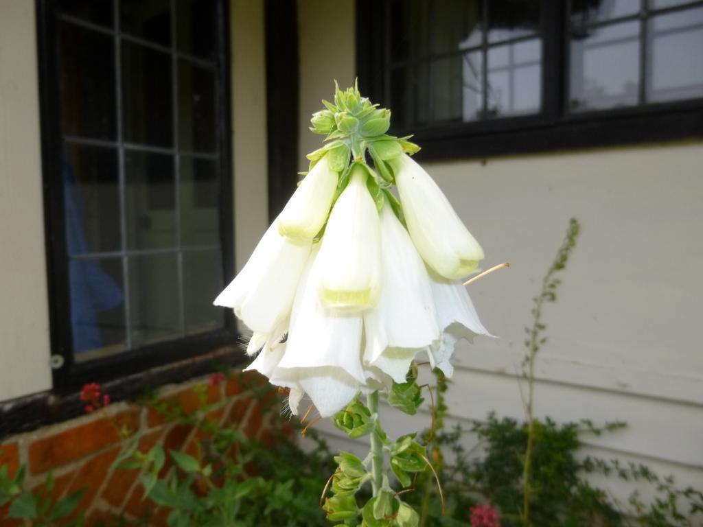 Church Hall Farm Bed And Breakfast 브록스테드 객실 사진